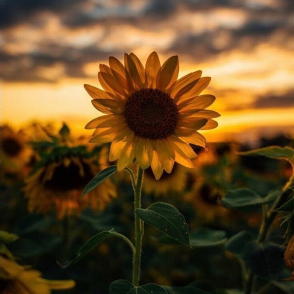 Meet your Posher, Leiyah